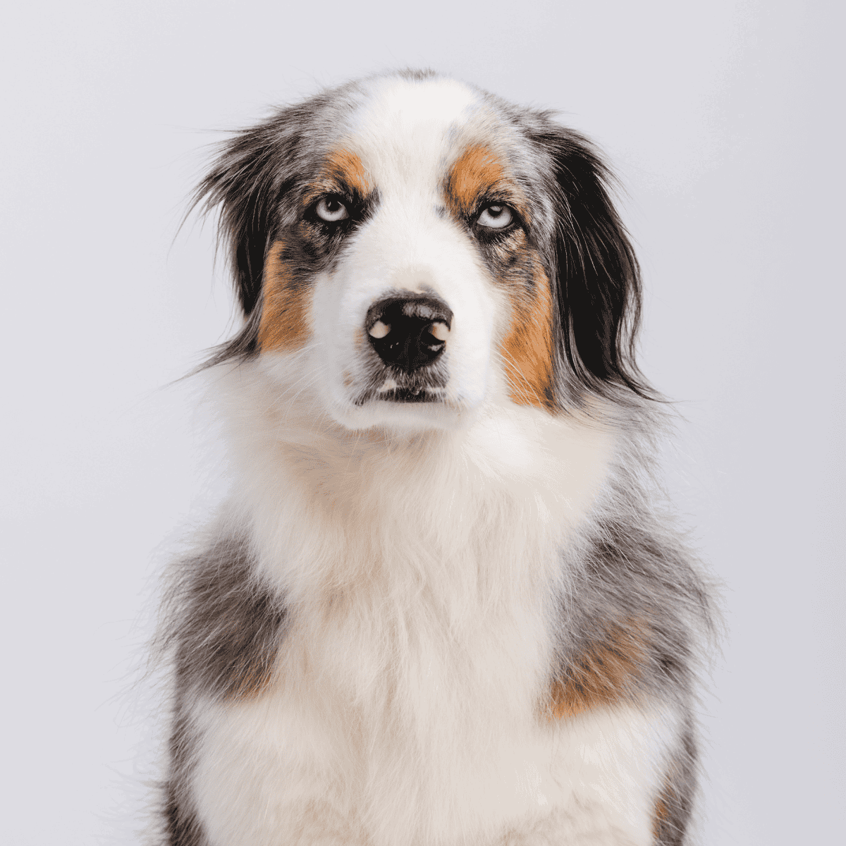 Australian Shepherd with blue eyes, merle coat, and friendly expression.