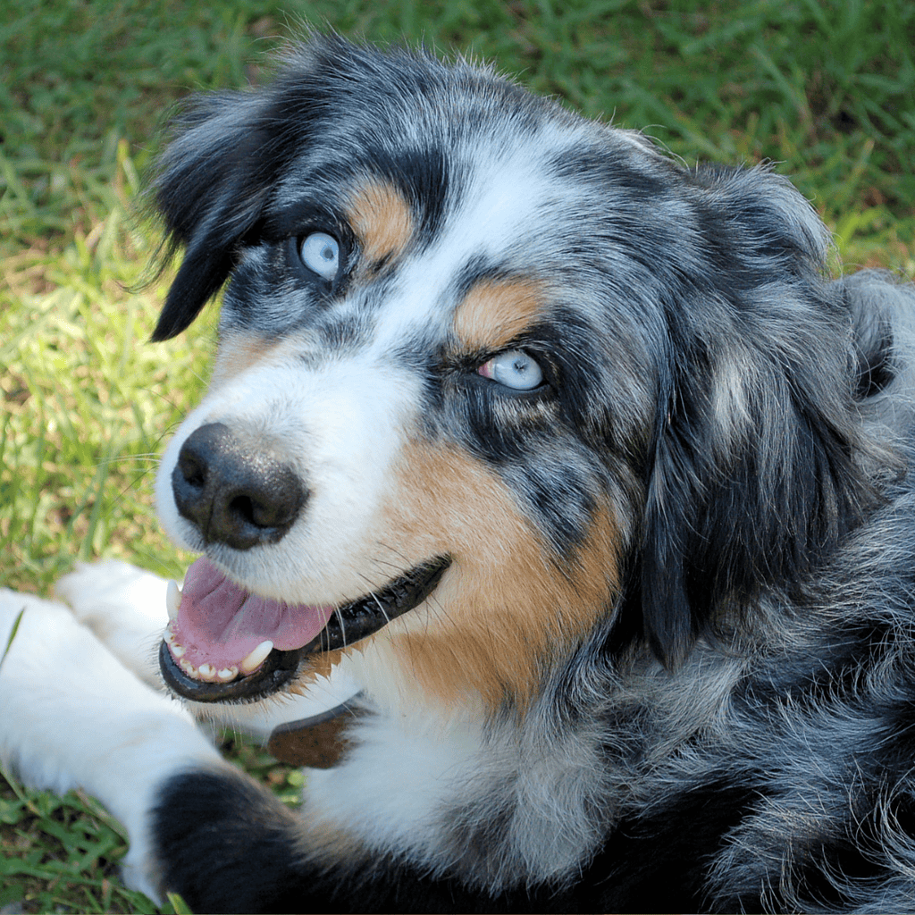 Australian Shepherd Native Americans Considered Them Sacred