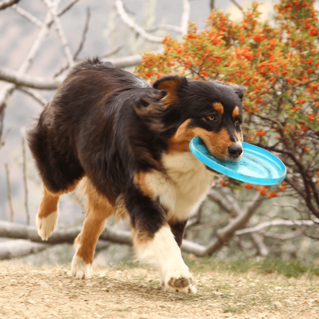 Adorable Australian Shepherd dog running with a blue frisbee in mouth in a natural setting.
