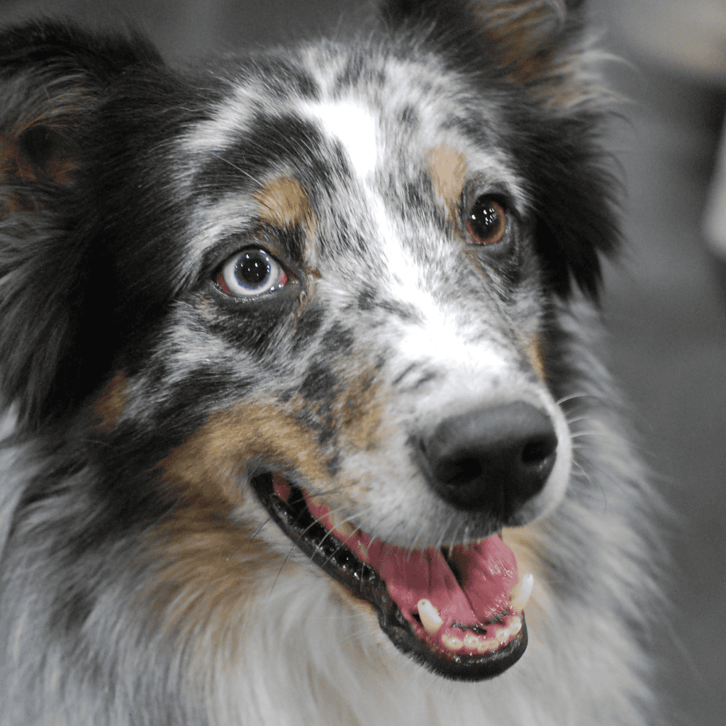 Adorable Australian shepherd with striking blue and brown eyes, showcasing the beauty of dog rescue and pet adoption.