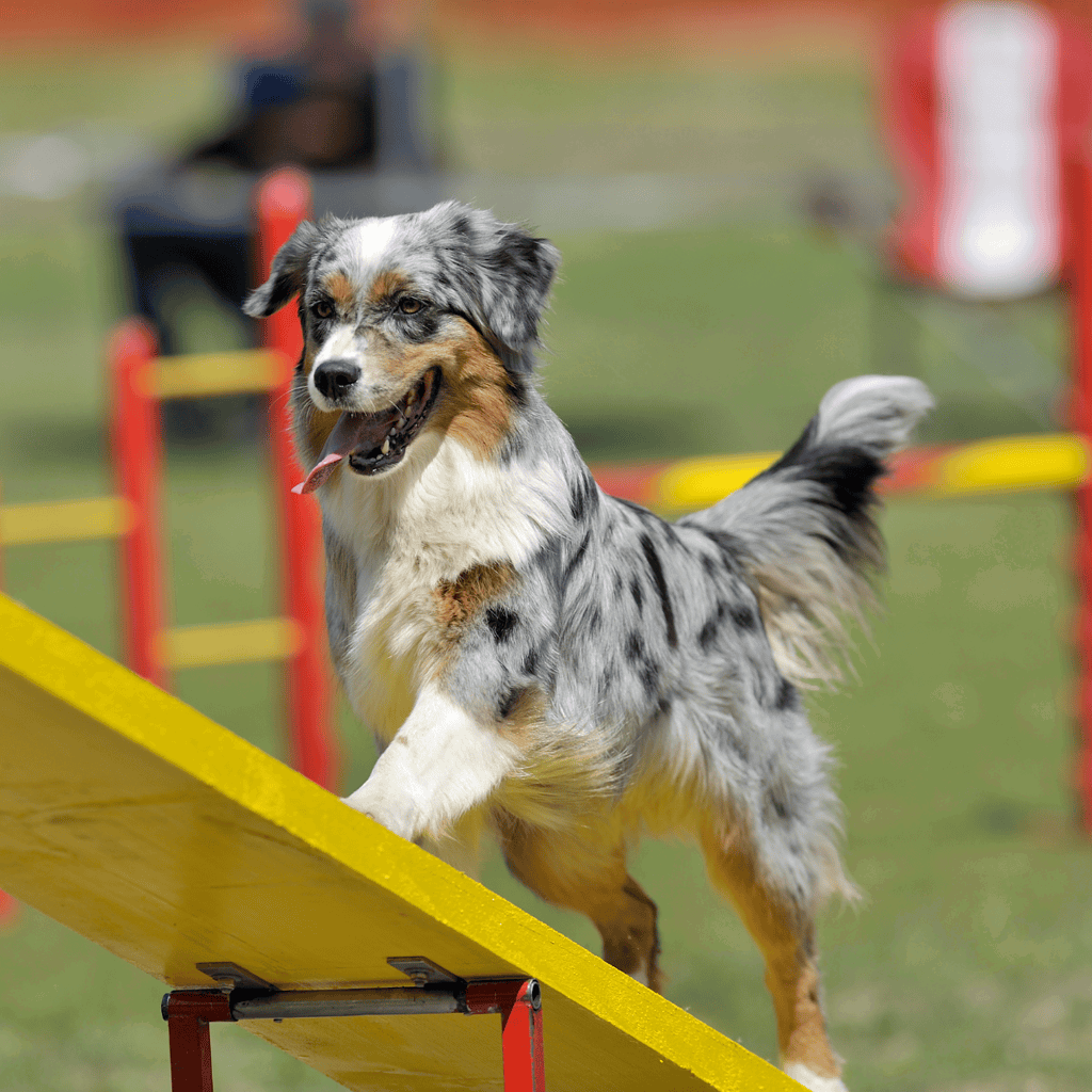 Australian Shepherd Training