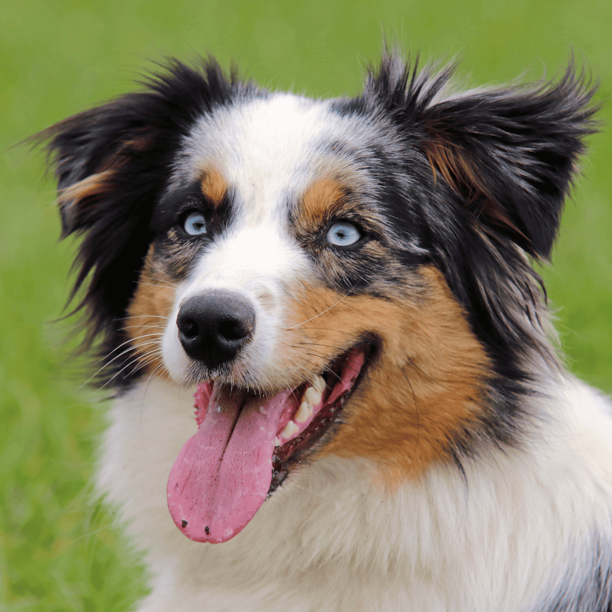 Vibrant Australian Shepherd mix dog showcasing its striking blue eyes and fluffy coat. Perfect for pet lovers and dog adoption.