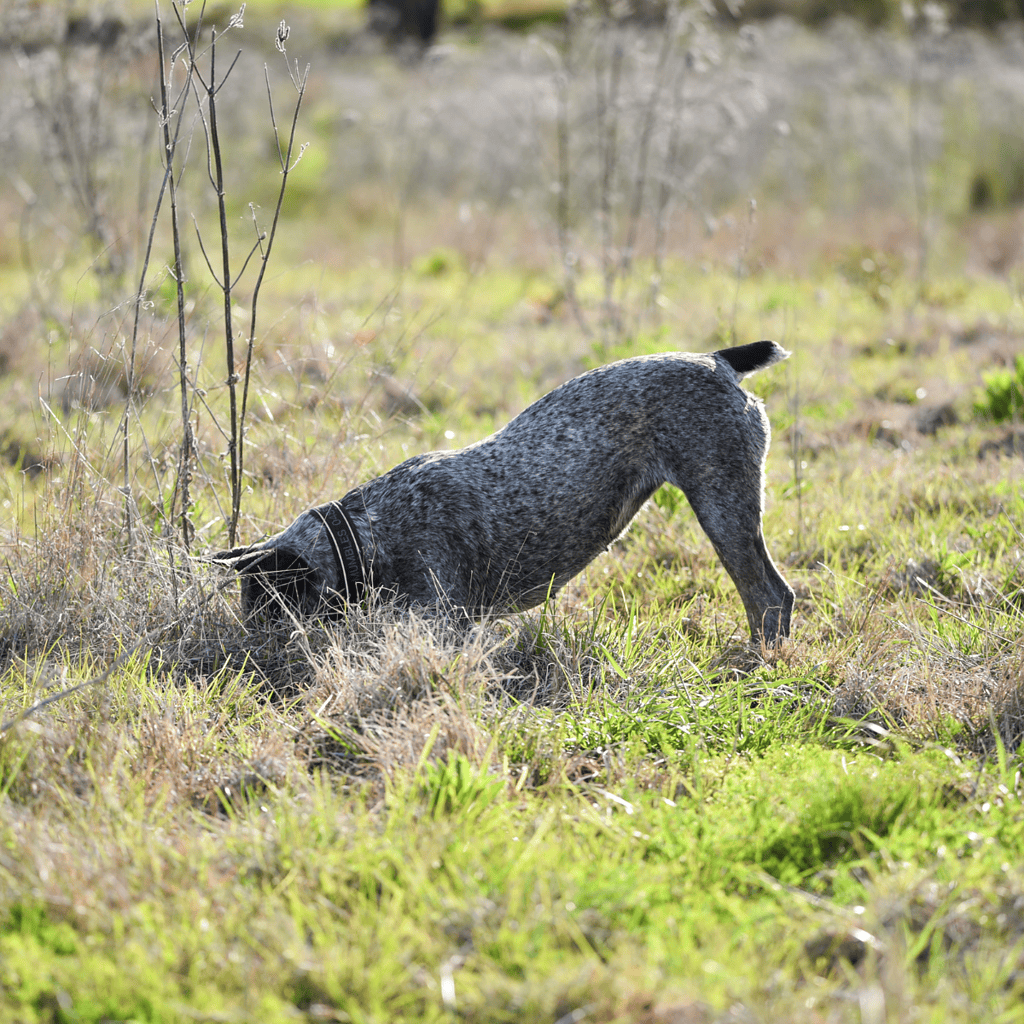 Dog sniffing ground outdoors with greenery.