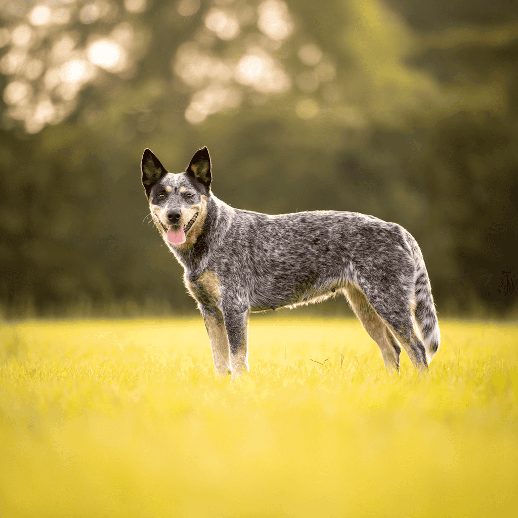 Australian Stumpy Tail Cattle - Fact #2 Some Have Tails!