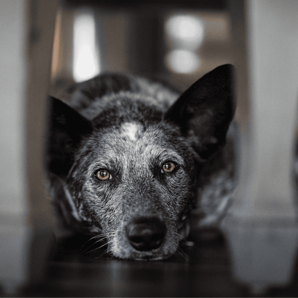 Adorable black and white mixed breed dog resting on the floor, looking directly at the camera.