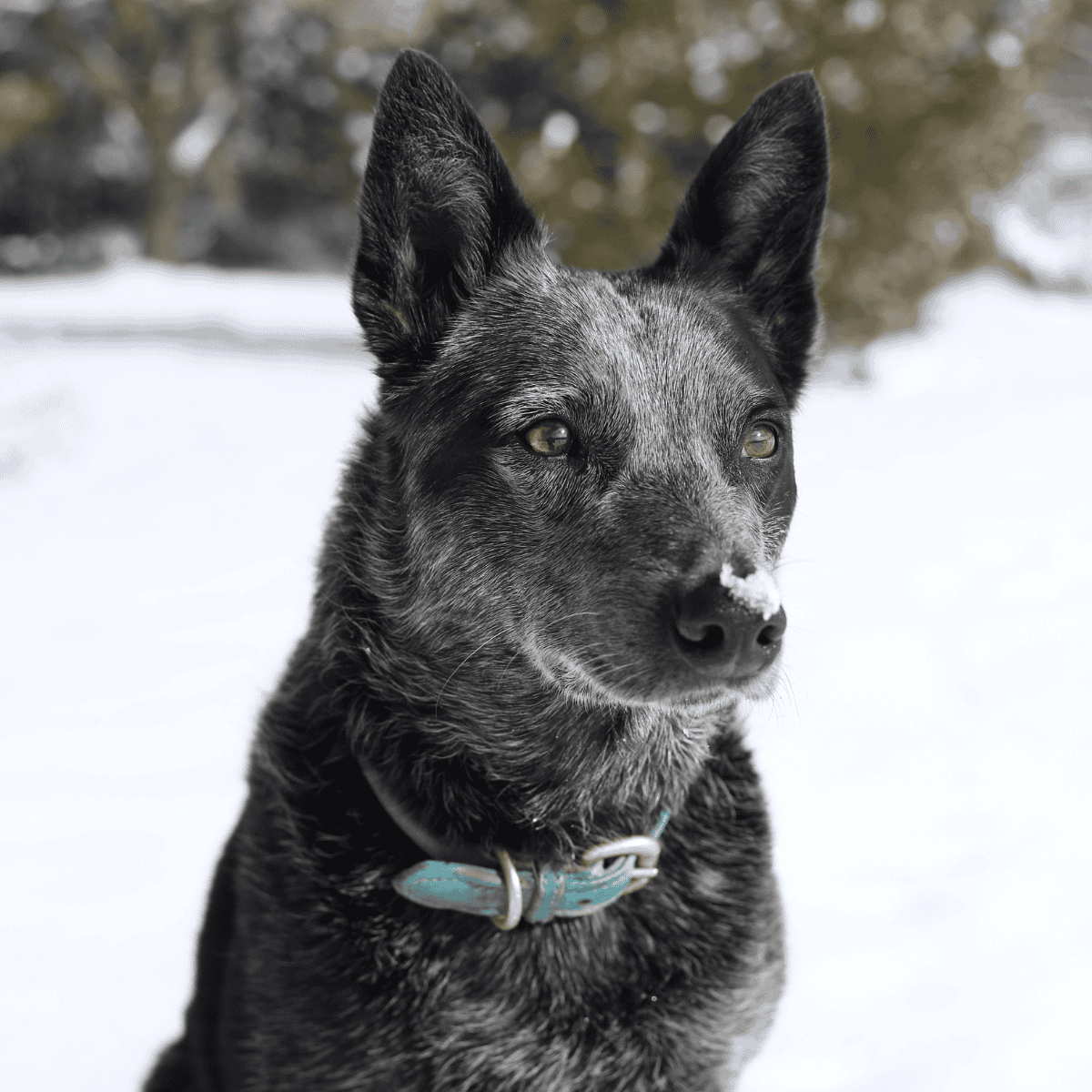 Adopting a rescue dog in winter, featuring a black and gray speckled coat, attentively looking in the snow.