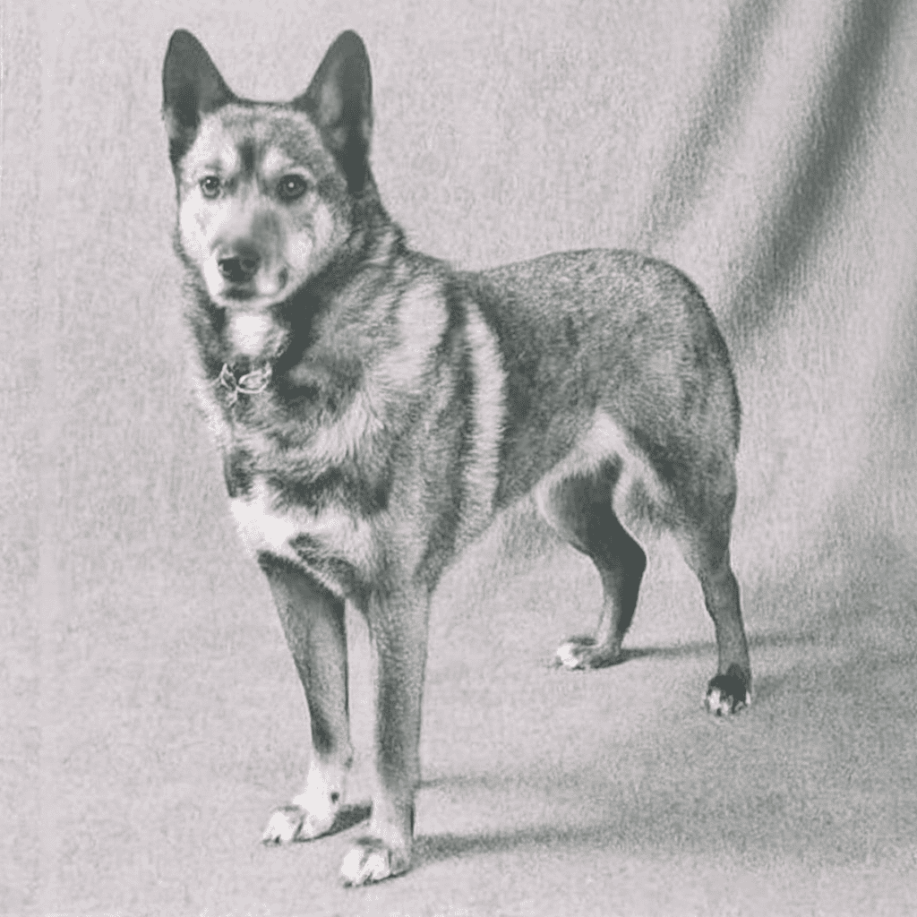 Australian Stumpy Tail Cattle They Almost Went Extinct