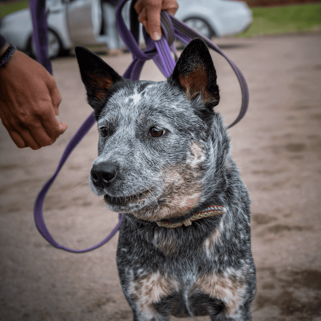 Australian Stumpy Tail Cattle Training