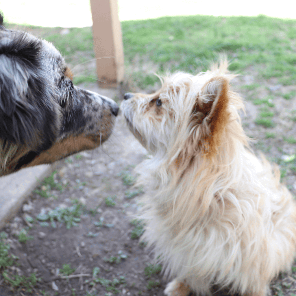 Cute, small dog and larger dog sniffing noses in a grassy yard.