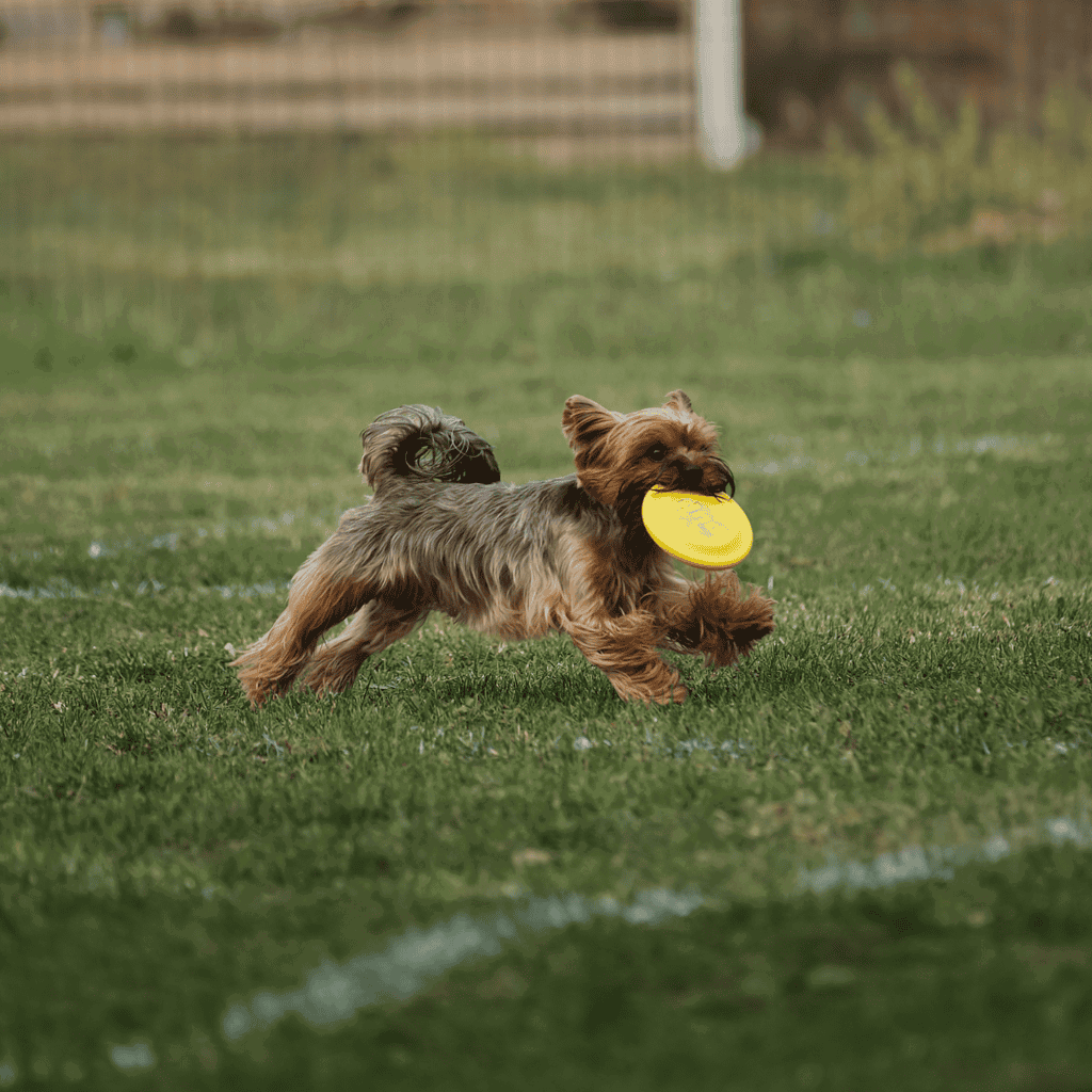 Adorable small dog happily playing with a frisbee on the grass.
