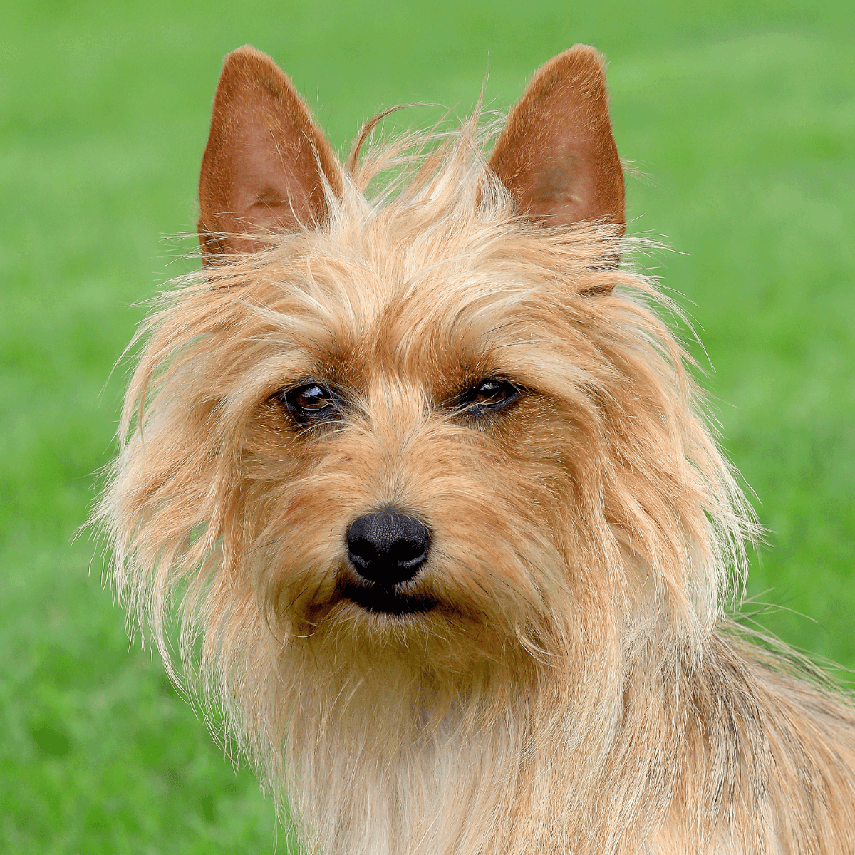 Cairn Terrier close-up image, showcasing energetic dog with wiry coat on lush green background.