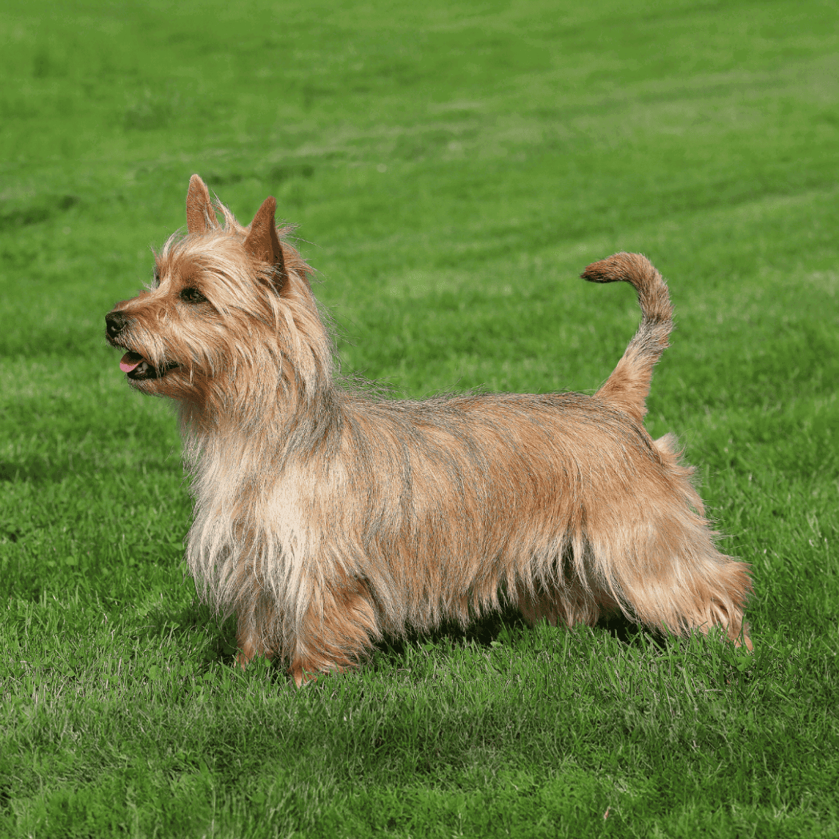 Welsh Terrier dog outdoors on green grass enjoying a sunny day.