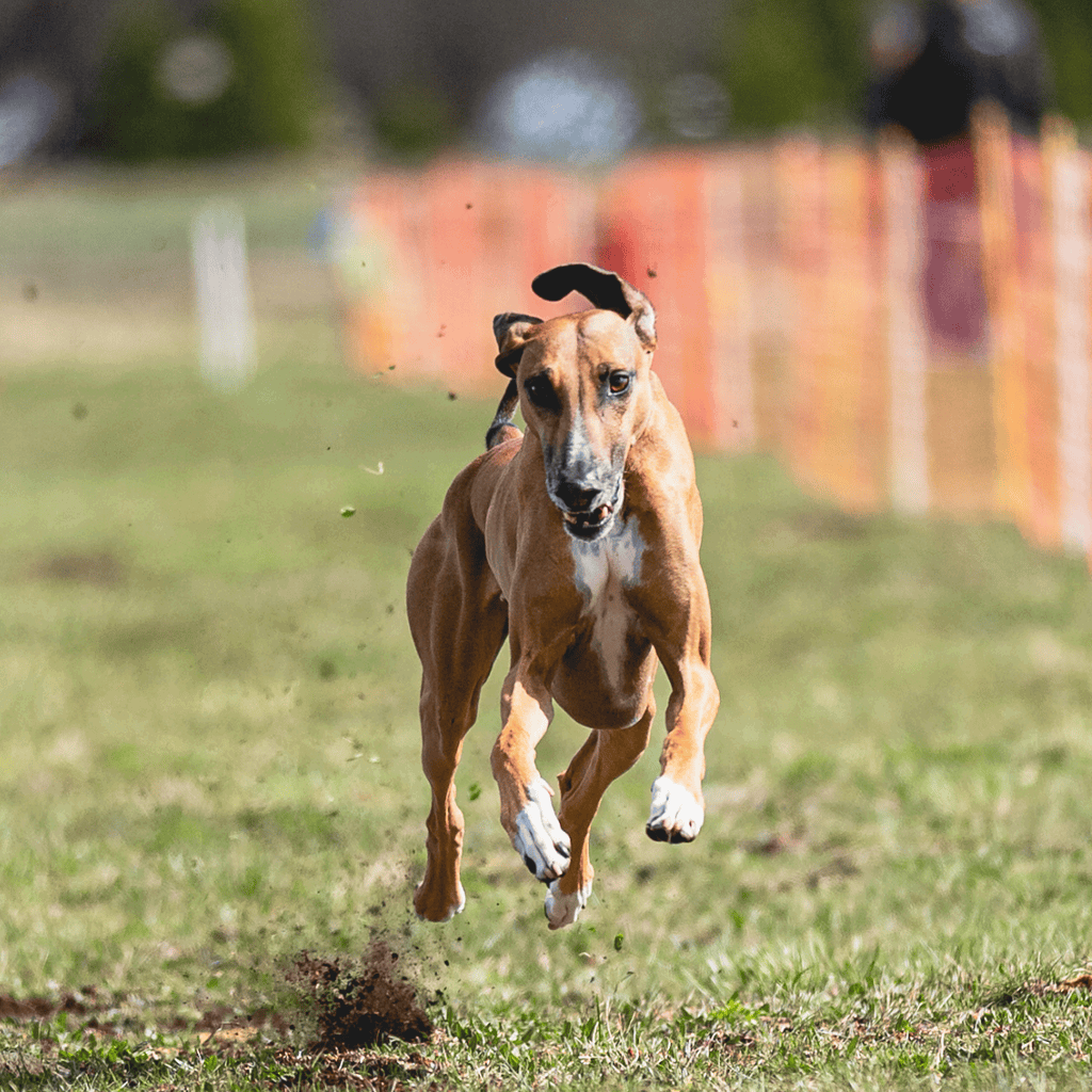 An energetic dog running and jumping on the grass at a dog park.