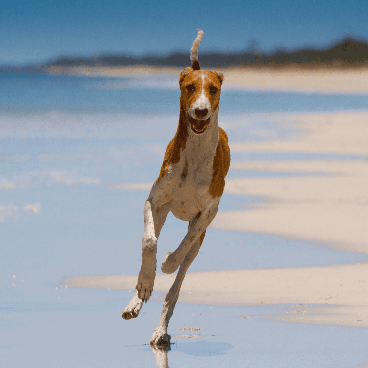 Playful dog enjoying beach run, active pet in sunny outdoor setting.