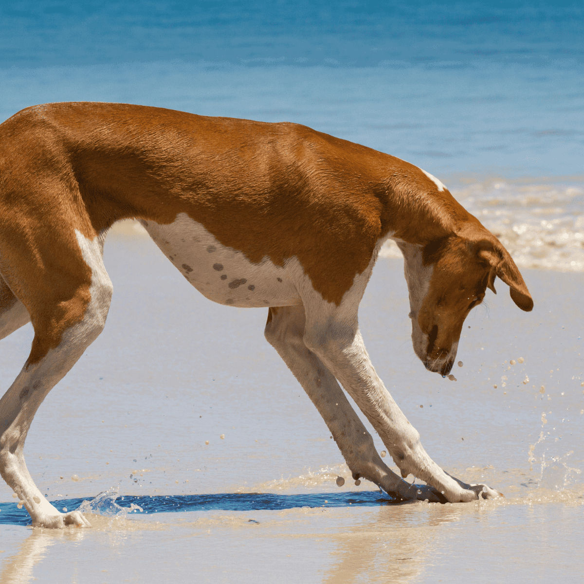 Dog walking in shallow ocean water during sunny day, enjoying beach fun and play.