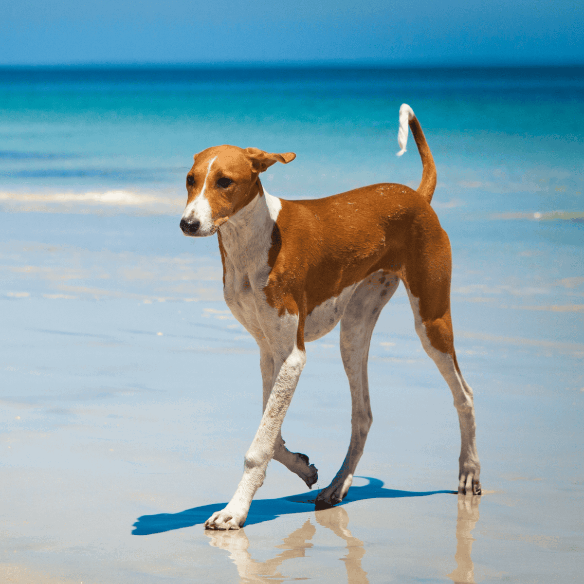 Adorable dog walking on the beach with ocean in background, perfect for pet beach trips.