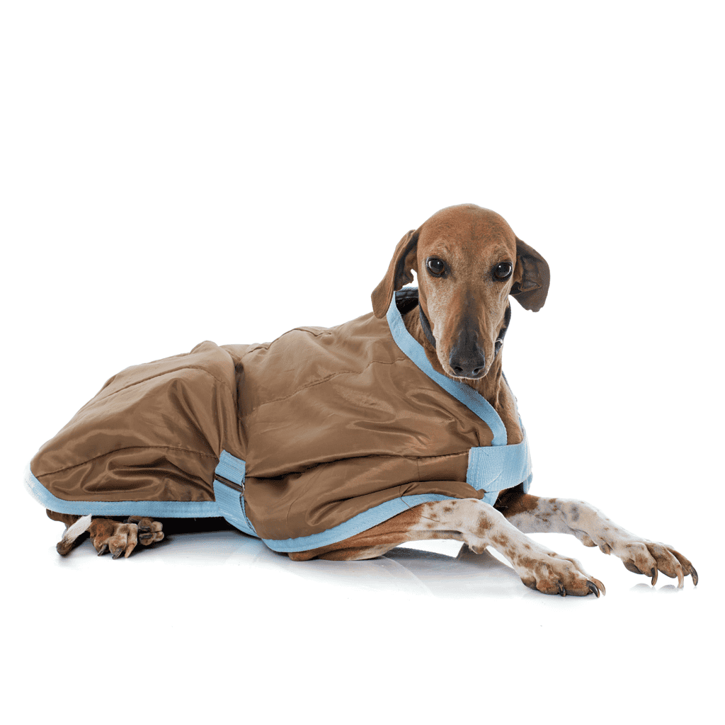 Dog coat, waterproof pet clothing for cold weather and outdoor walks.