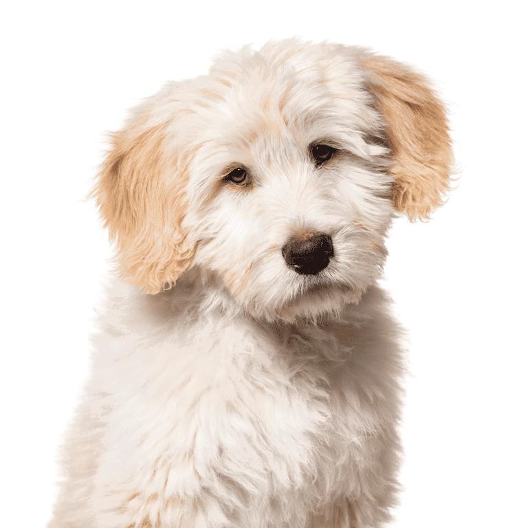 Cute and adorable fluffy Goldendoodle puppy portrait.