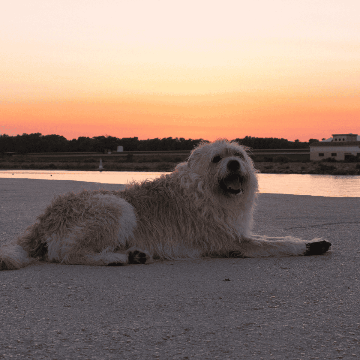 Dog relaxing by a waterfront during sunset, enjoying a peaceful moment.