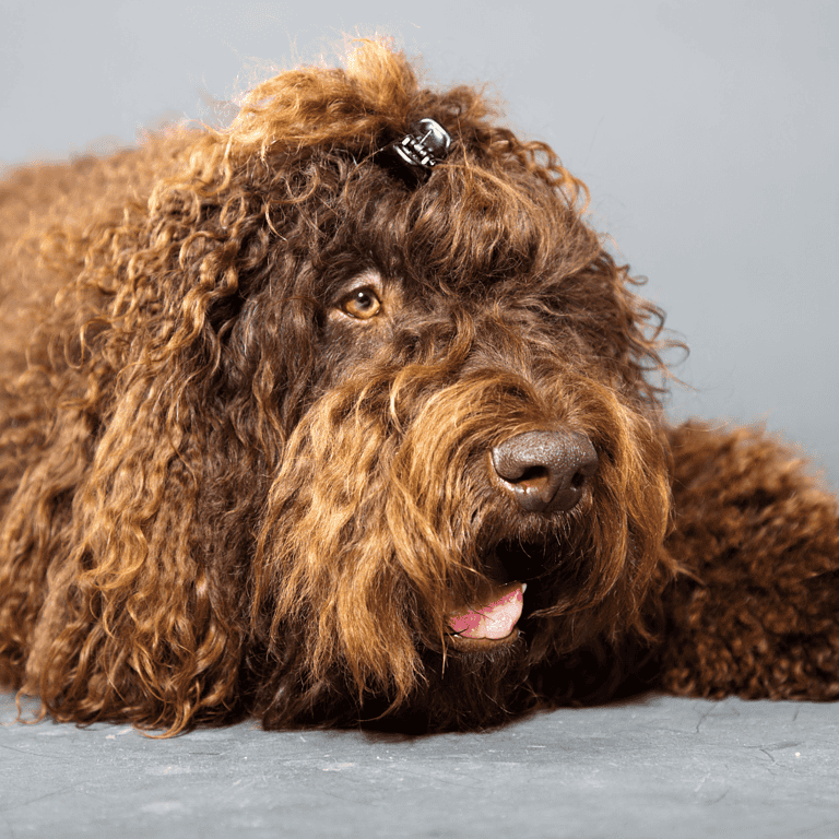 Cute Labradoodle with curly coat, resting dog, professional pet photography.