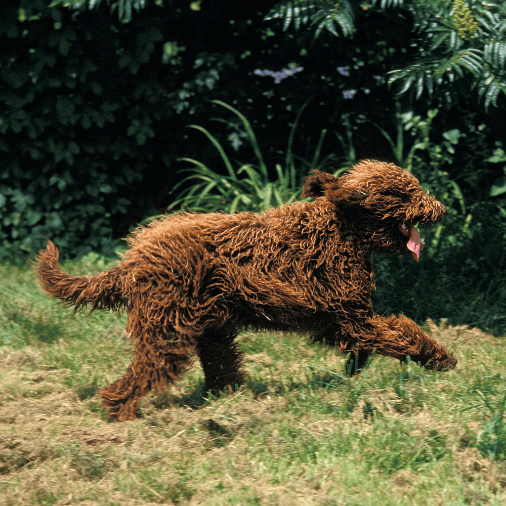 Young Labradoodle puppy running on grass outside.