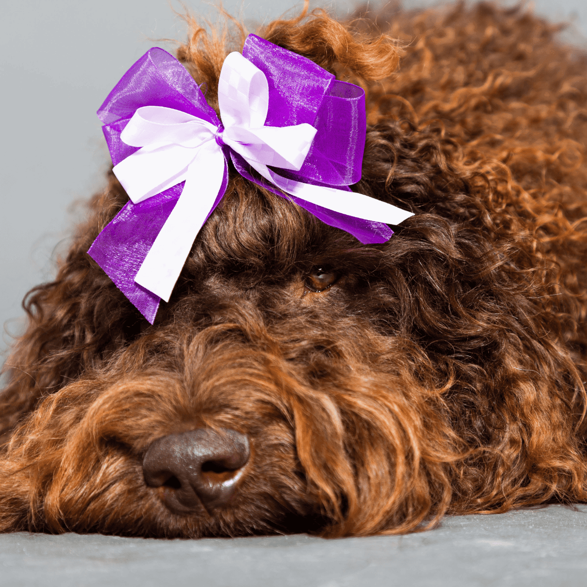 Close-up of a curly-haired brown poodle dog with a decorative purple and white bow on its head.