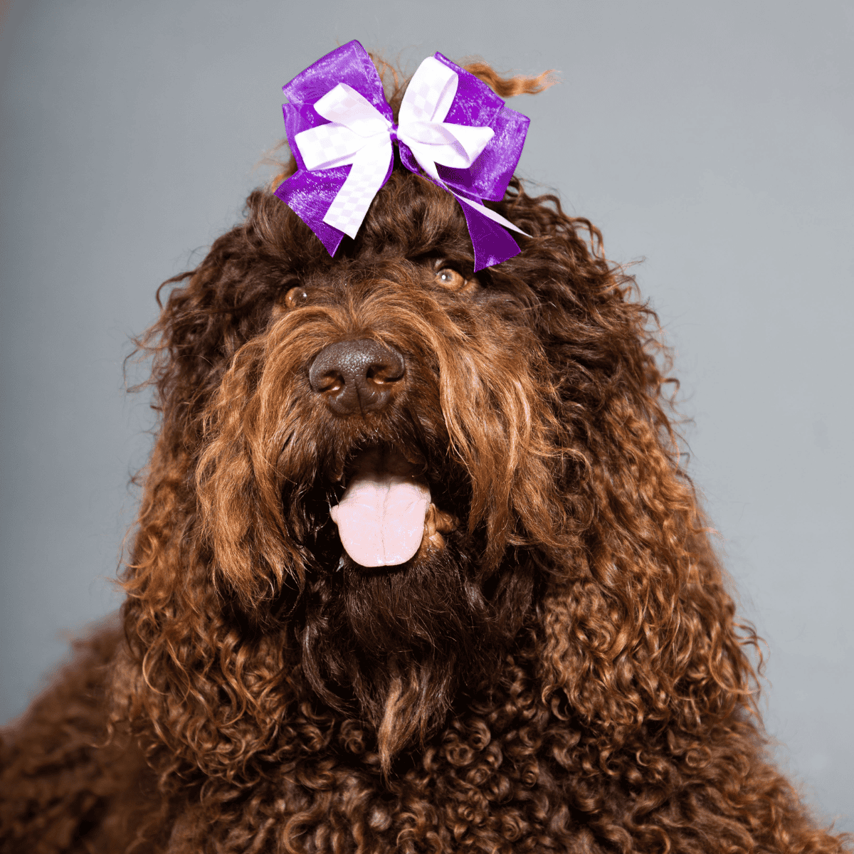 Dog with purple and white ribbon bow on head, curly brown fur, happy expression.