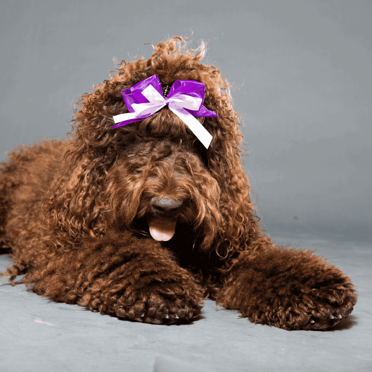 Adorable brown dog with purple and white bow in hair, lying on gray background.