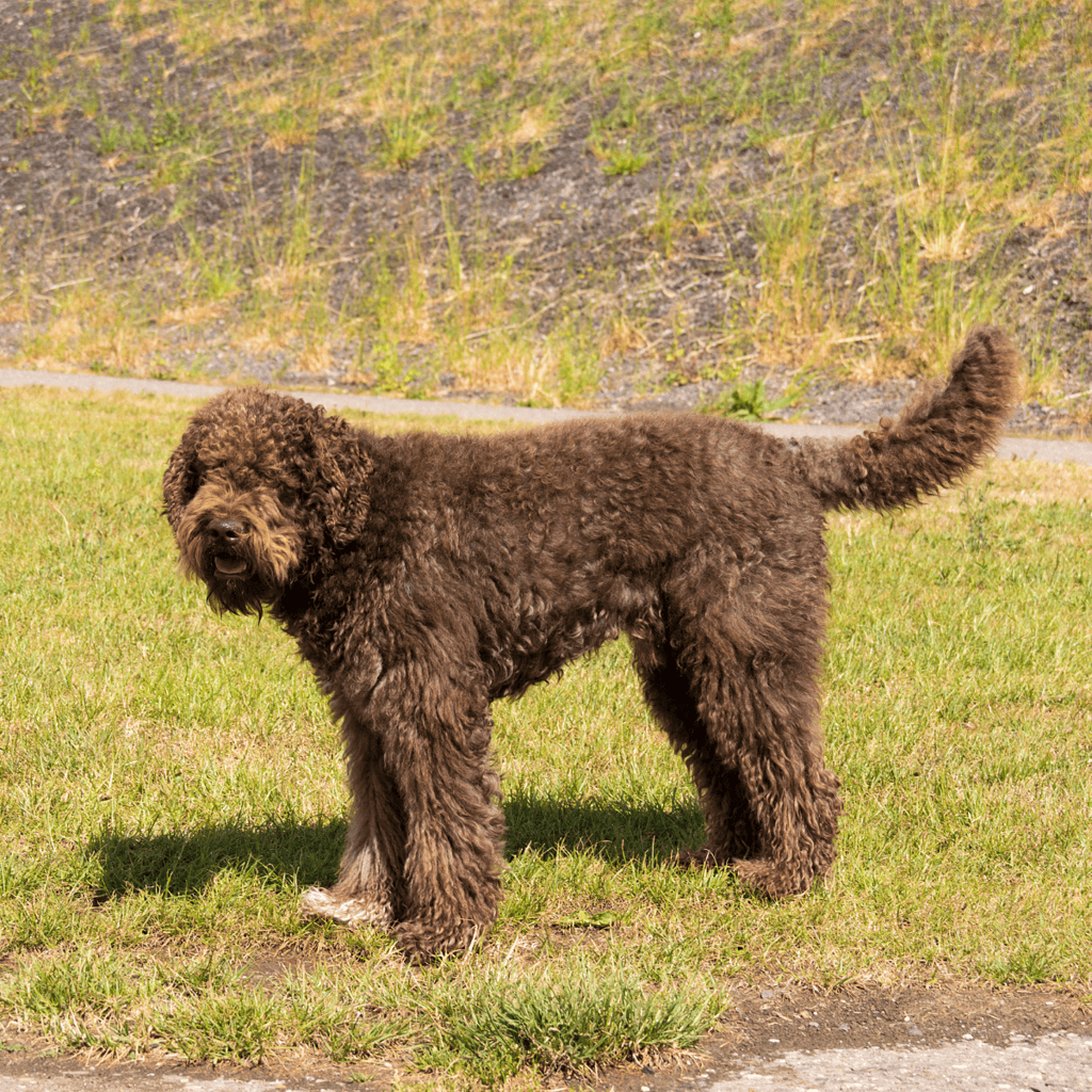 Barbets Are Considered Hypoallergenic