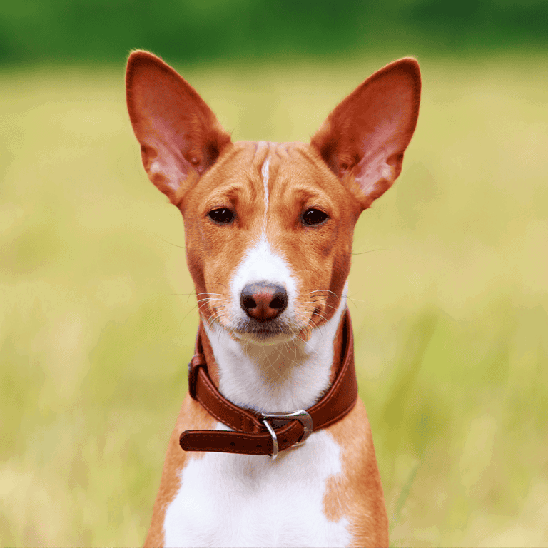 Dog looking directly at camera with alert ears, in a lush green outdoor setting.