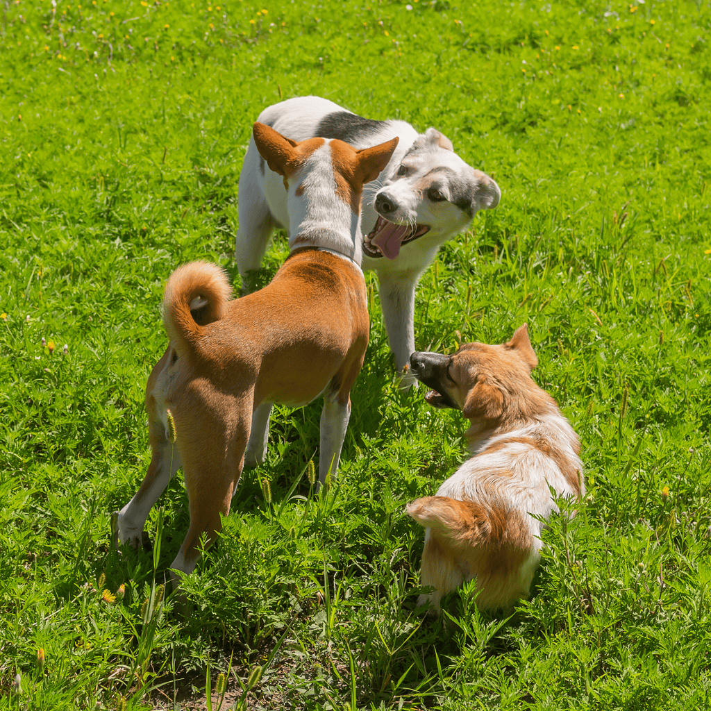 Adorable dogs playing and socializing outdoors in lush green grass area.