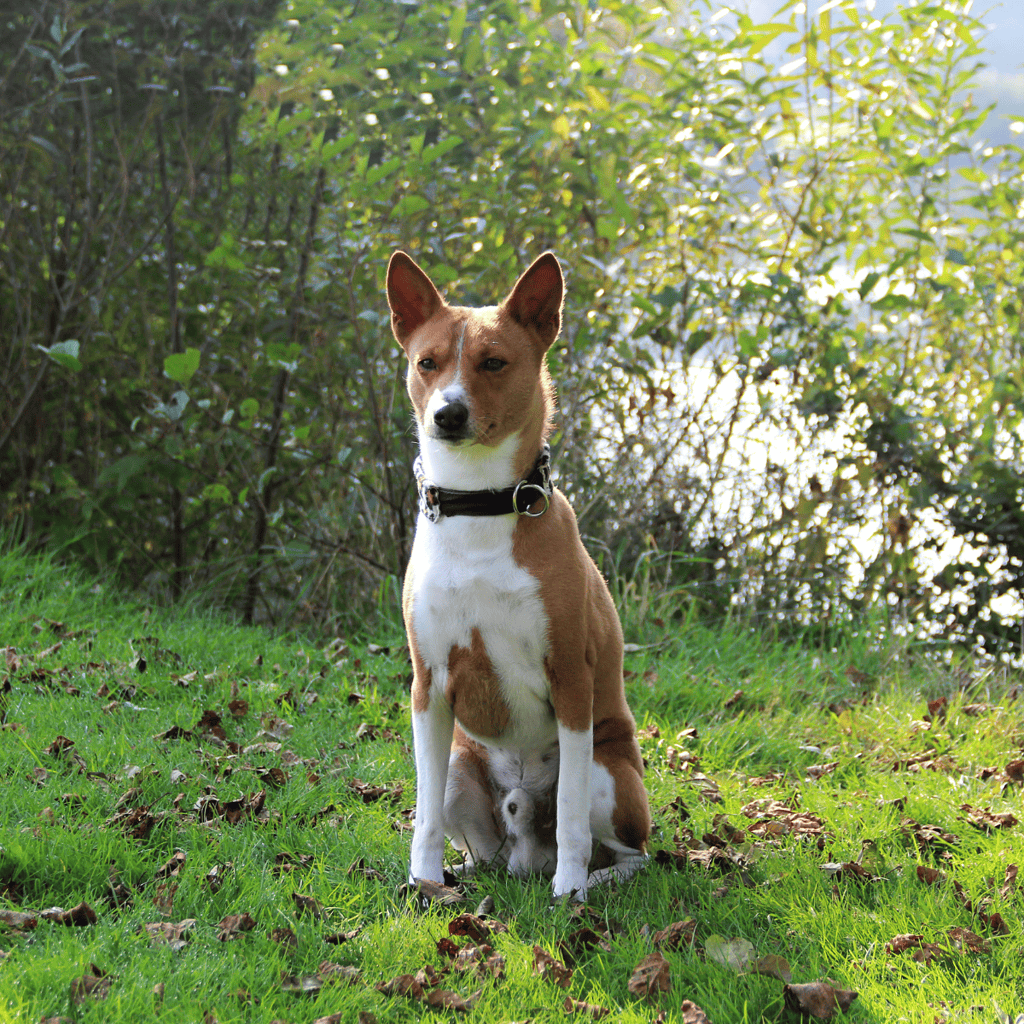 Basenji Final Thoughts