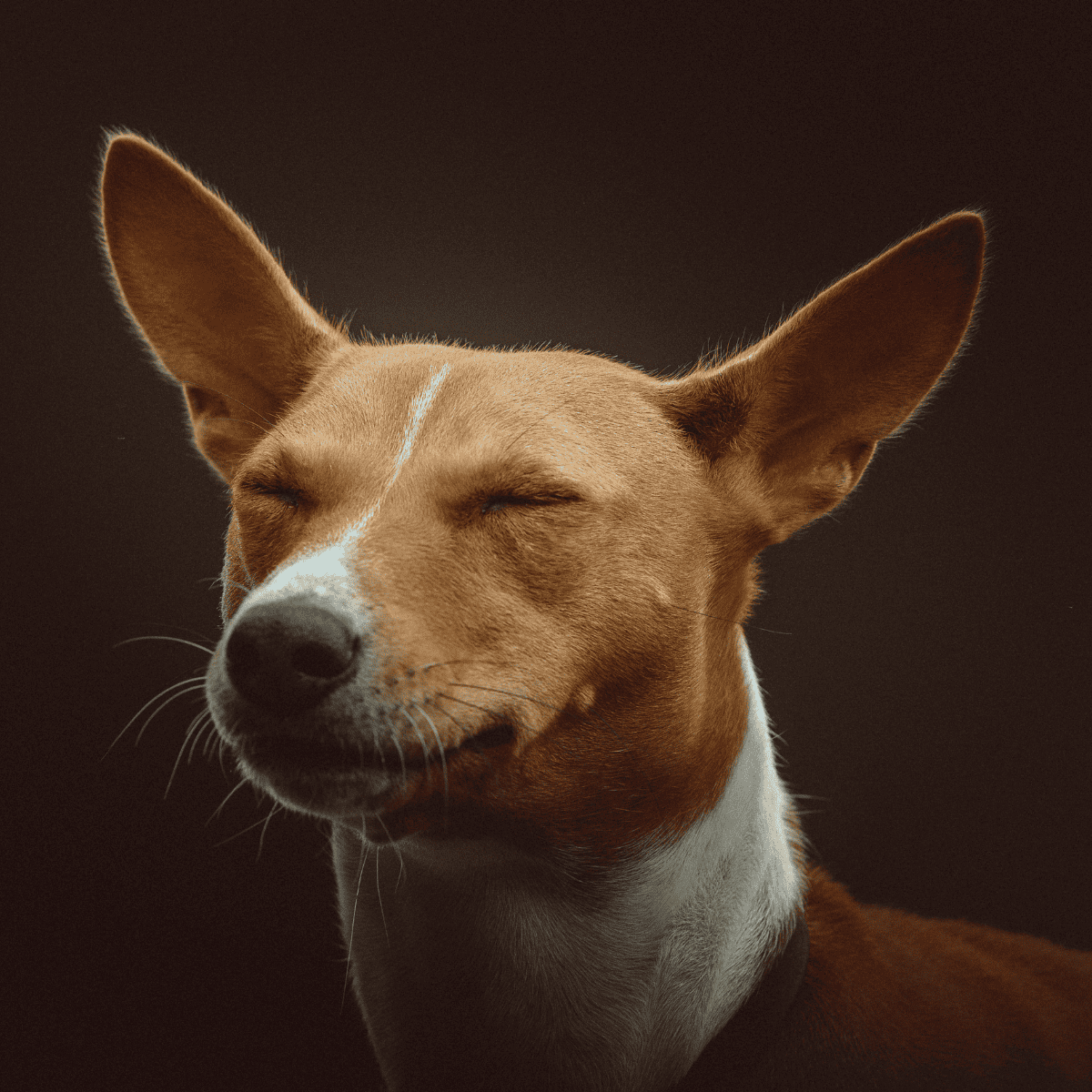 Close-up of a happy, content dog with eyes closed, showing relaxation and peacefulness.