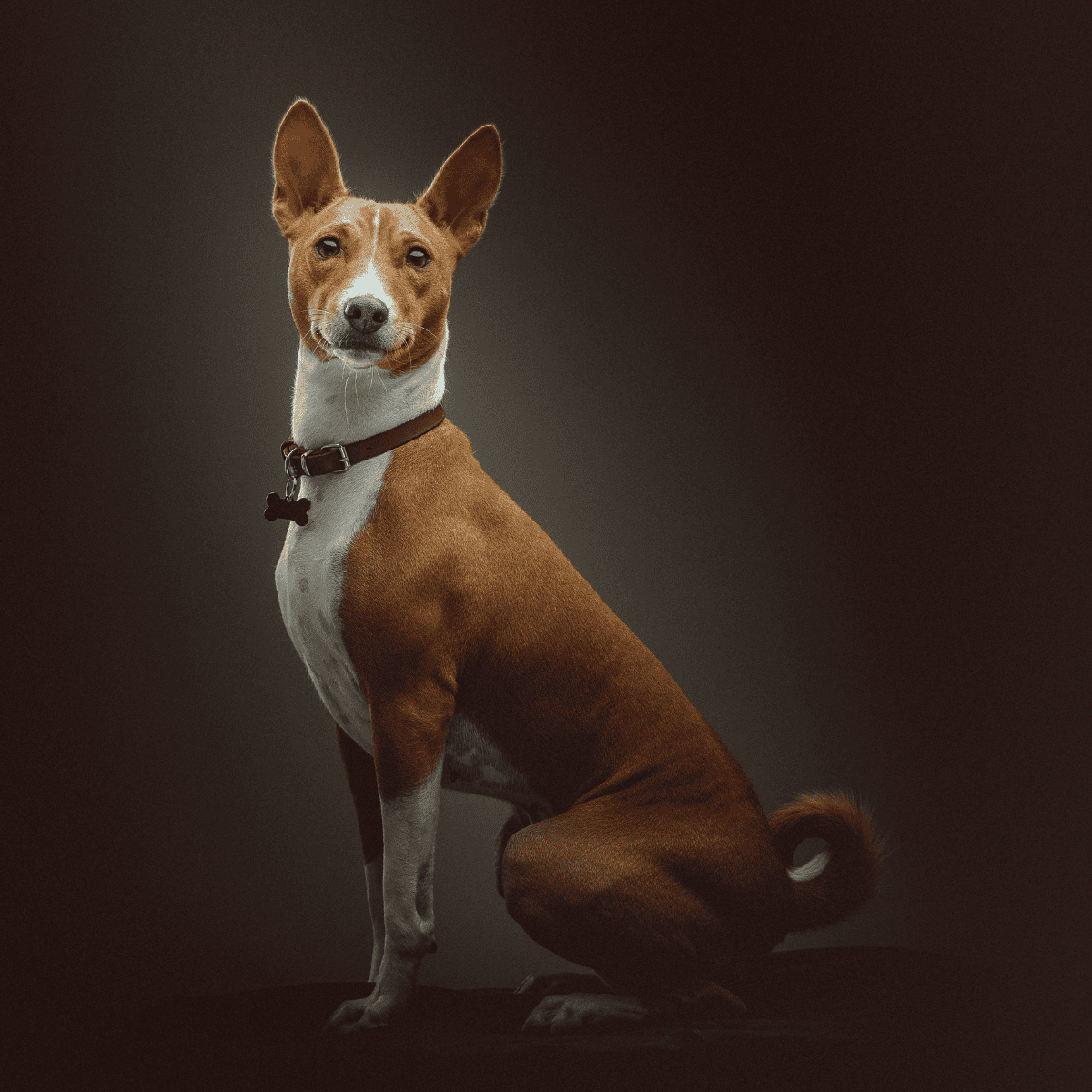Adorable brown and white dog sitting against a dark background, showcasing canine beauty and elegance.