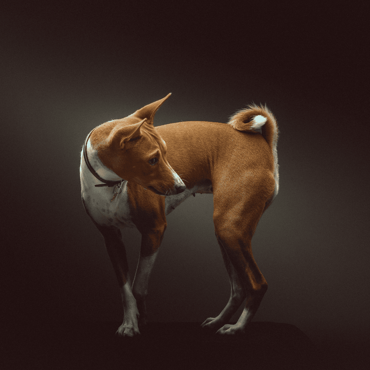 Dog with brown and white fur, examining its body with attentive posture, against dark studio backdrop.
