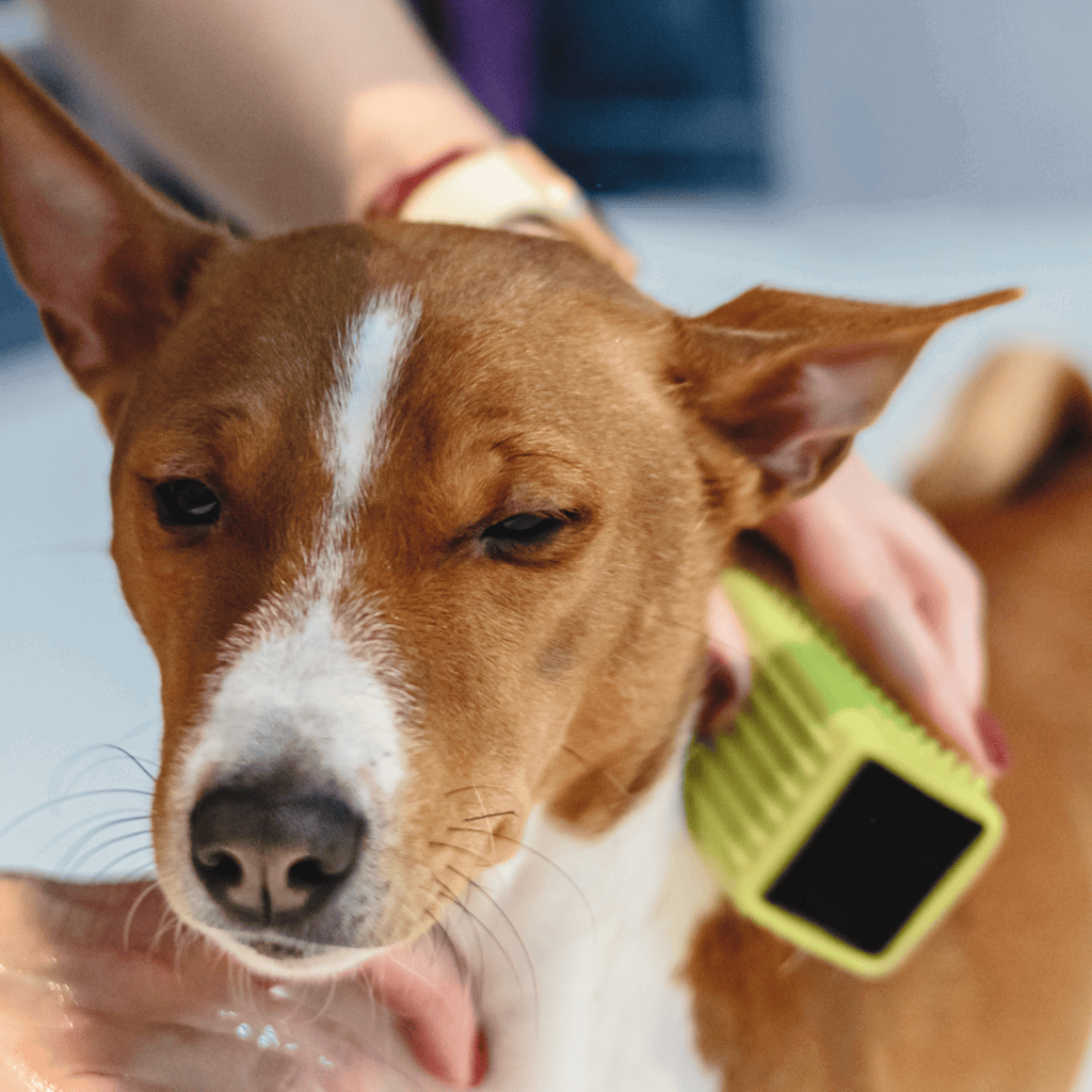 Basenji Grooming