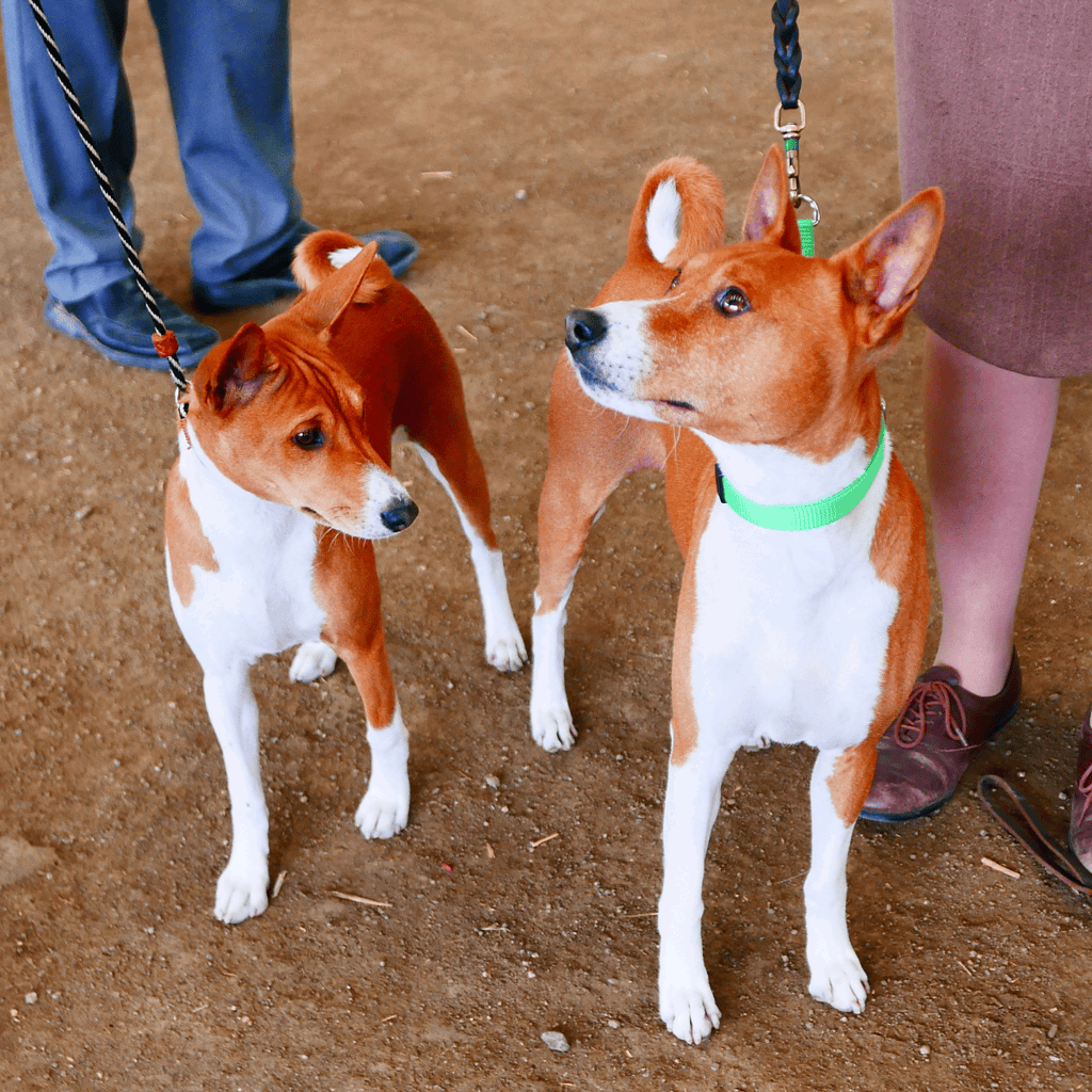 Basenji Male Vs. Female