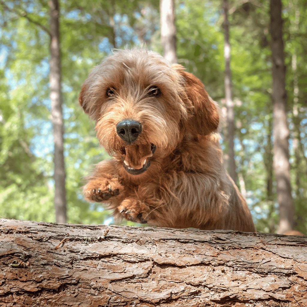 Happy dog jumping over a log outdoors in a forest.