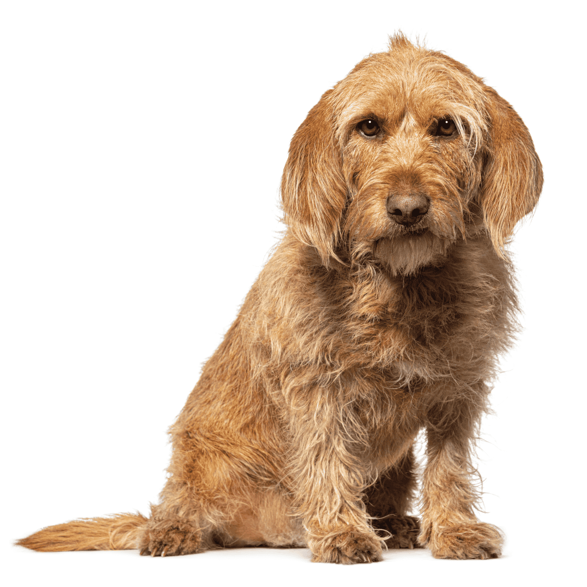Dog image with grooming and health focus.
