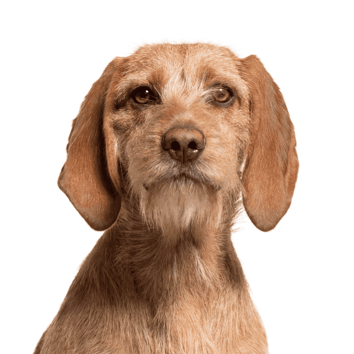 Dogfix.com - Expert advice for healthy, happy dogs and pet ownership. Improve your dog's well-being today!.