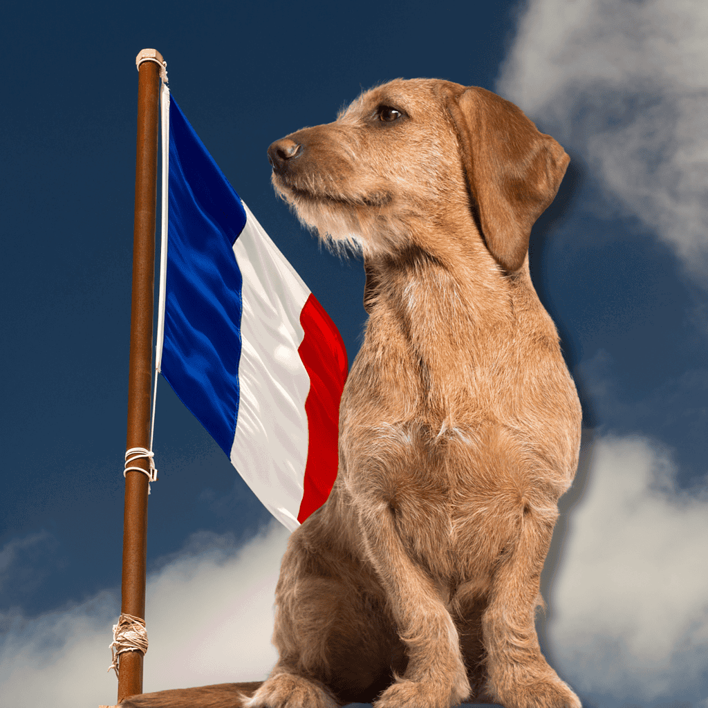 Basset Fauve de Bretagne The French Blood Runs Deep