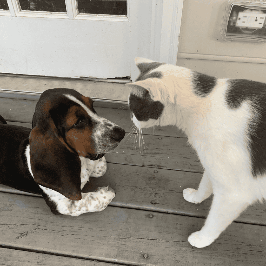 Playful dog and curious cat bonding on porch.