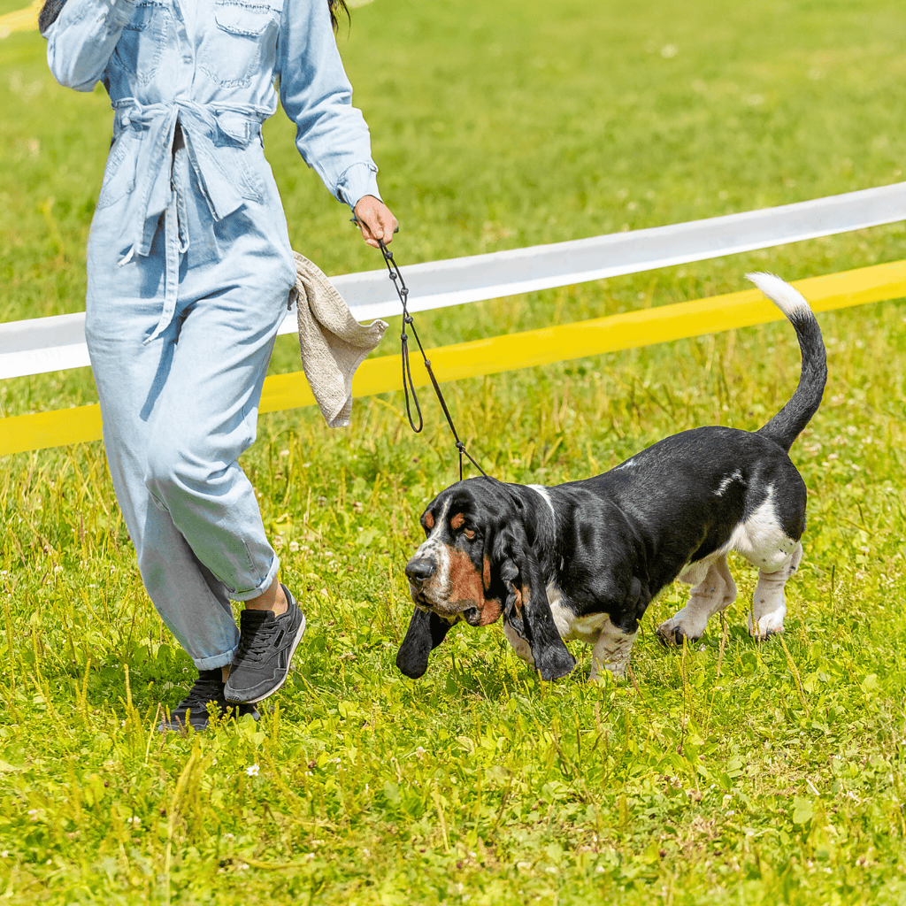 Dog training leash for outdoor walks and activities. Durable, comfortable, perfect for dog obedience training.