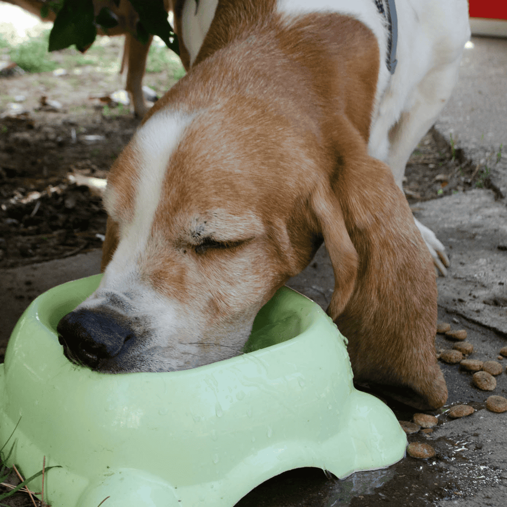 Dog eating from a green food bowl outdoors, showcasing healthy dog feeding habits and pet nutrition.