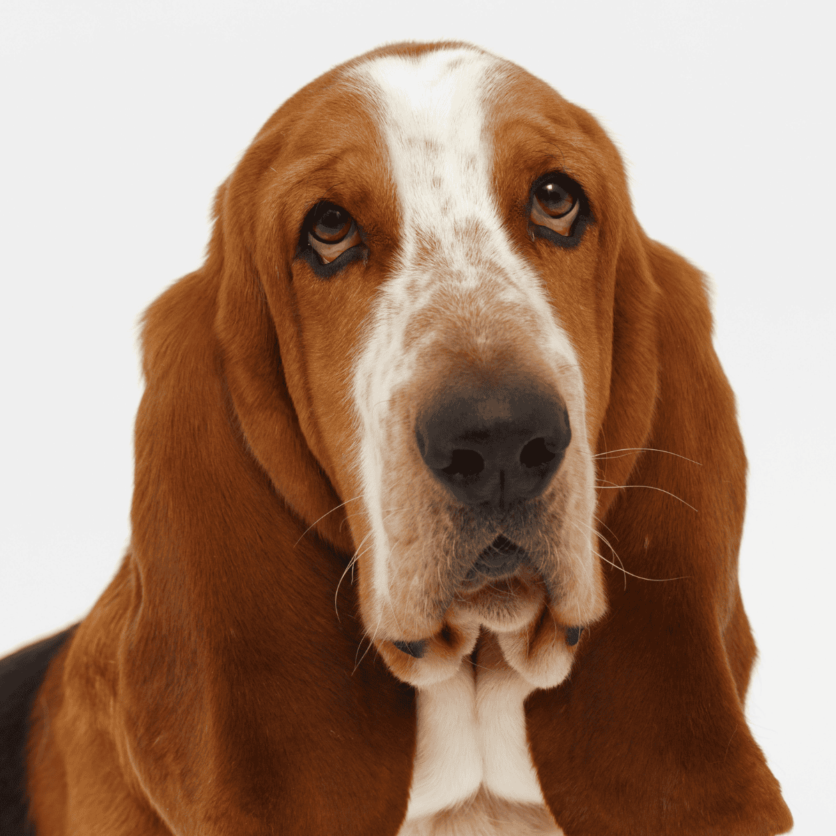 Dog with droopy eyes and long ears, showing a gentle and caring expression.