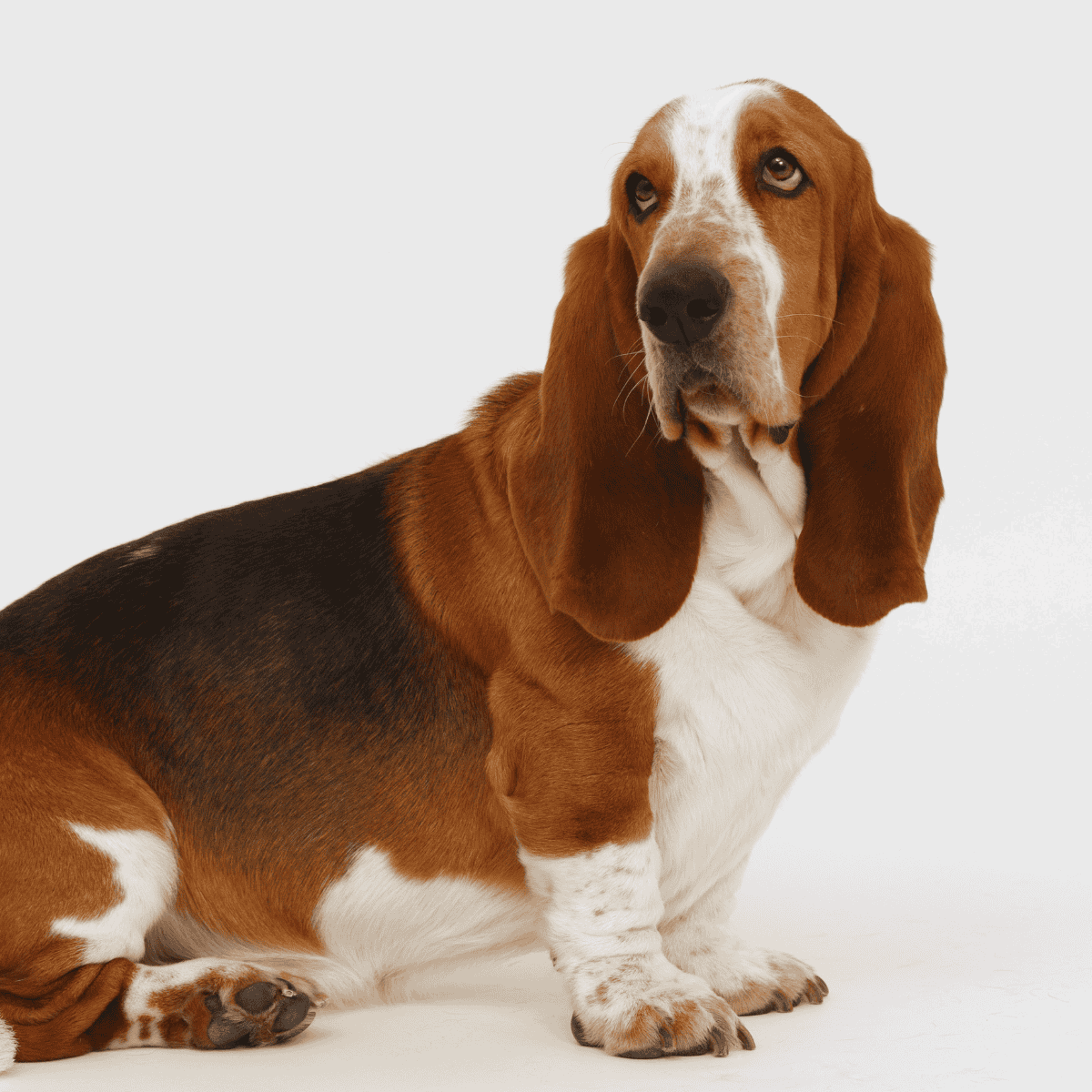 Cute Basset Hound sitting gracefully.