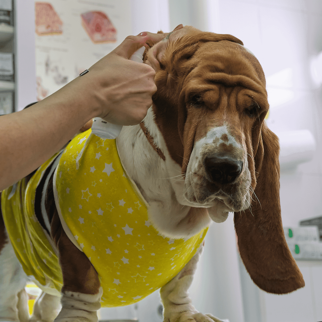 Basset Hound Grooming
