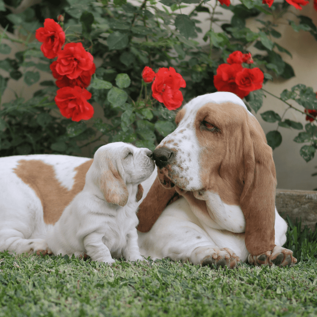 Adorable puppy and mature dog bonding outdoors amidst blooming red flowers and green foliage.