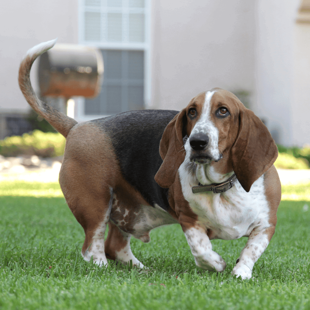Basset Hound Their Spines Can Be Prone to Damage