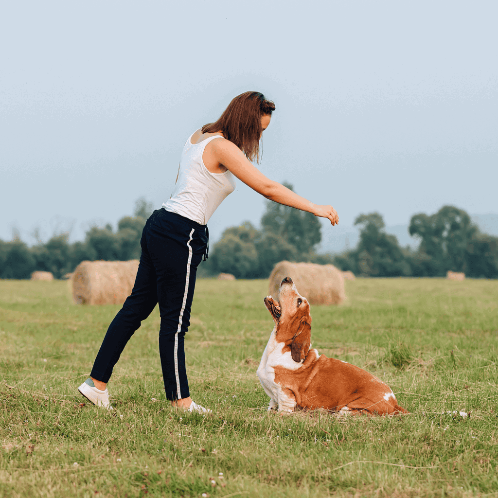 Dog training session with a woman and her Basset Hound on a lush green field.